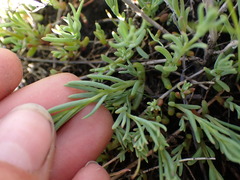 Suaeda calceoliformis