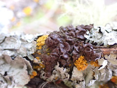 Melanohalea multispora