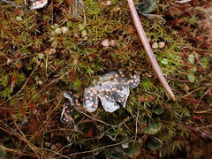 Illosporium carneum