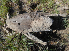 Hypostomus commersoni