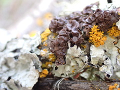 Melanohalea multispora