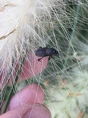 Sphenophorus venatus