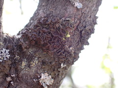 Melanohalea multispora