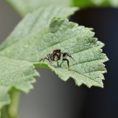 Phiale roburifoliata