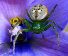 Australomisidia pilula