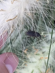 Sphenophorus venatus