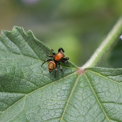Phiale roburifoliata