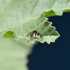 Phiale roburifoliata