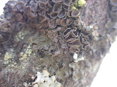 Melanohalea multispora