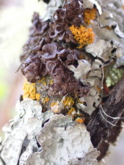 Melanohalea multispora