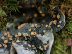 Illosporium carneum