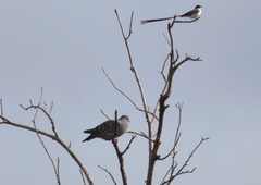 Patagioenas maculosa