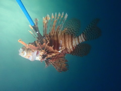 Pterois volitans