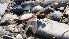 Sympetrum sanguineum