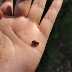 Dastarcus helophoroides