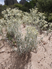 Pseudognaphalium