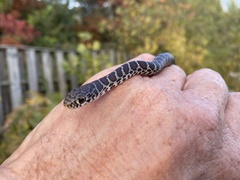 Coluber constrictor foxii