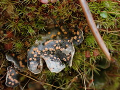 Illosporium carneum