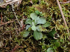 Antennaria howellii