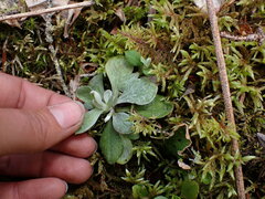 Antennaria howellii