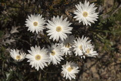 Argentipallium