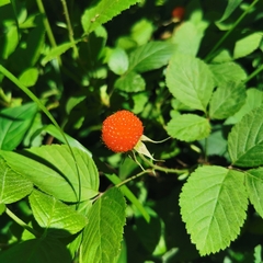 Rubus hirsutus
