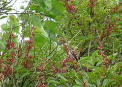 Myiophobus fasciatus