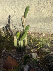 Peniocereus