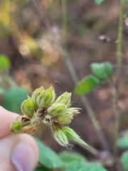 Lespedeza hirta