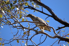 Nycticorax caledonicus