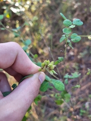 Lespedeza hirta