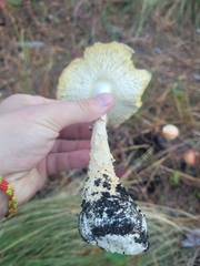 Amanita persicina