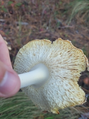 Amanita persicina