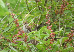 Myiophobus fasciatus