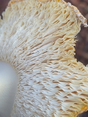 Amanita persicina
