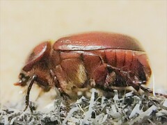 Oxygrylius ruginasus