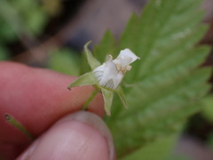 Rubus pubescens