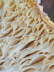 Amanita persicina
