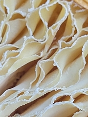 Amanita persicina