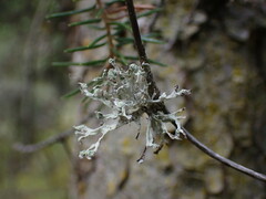 Ramalina obtusata