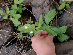 Rubus pubescens