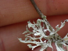 Ramalina obtusata