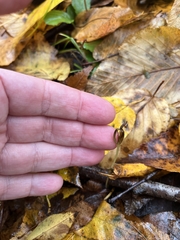 Triphora trianthophoros