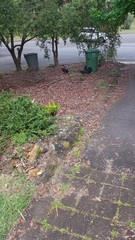 Alectura lathami lathami