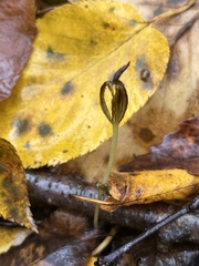 Triphora trianthophoros