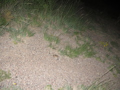 Dipodomys spectabilis