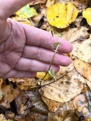 Triphora trianthophoros