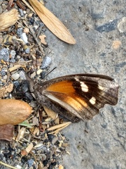 Libytheana carinenta mexicana