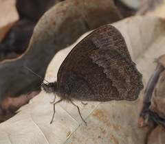 Yphthimoides leguialimai