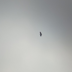 Geranoaetus melanoleucus